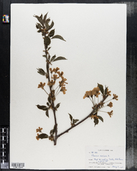 Prunus avium image