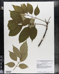 Fraxinus americana image