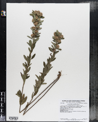 Lespedeza capitata image