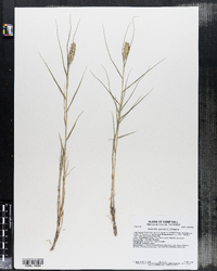 Distichlis spicata image