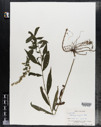 Solidago rugosa image