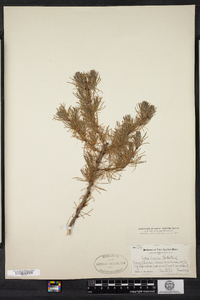 Larix laricina image