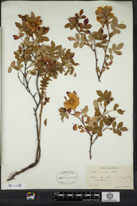 Rosa virginiana image