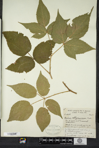 Rubus allegheniensis image