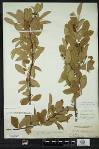 Amelanchier canadensis image