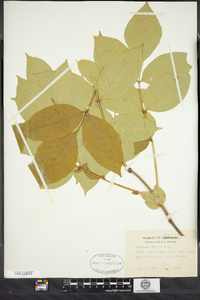 Fraxinus americana image