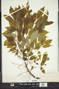 Fraxinus americana image