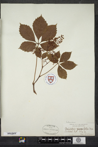 Parthenocissus quinquefolia image