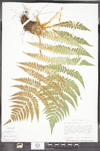 Dryopteris marginalis image