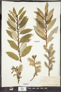 Salix conifera image