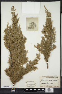 Juniperus virginiana image