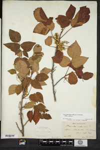 Toxicodendron radicans image