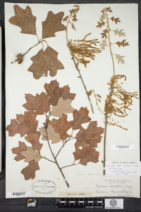 Quercus ilicifolia image