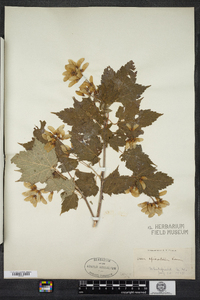 Acer spicatum image