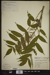 Rhus typhina image