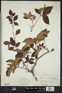 Parthenocissus quinquefolia image