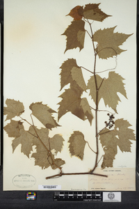 Vitis vulpina image