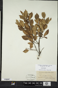 Ilex verticillata image