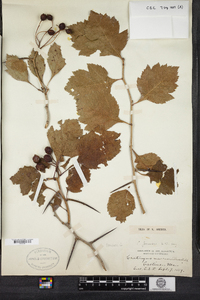 Crataegus jonesiae image