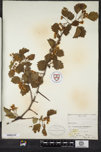 Crataegus macrosperma image