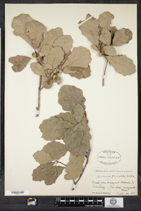 Quercus prinoides image