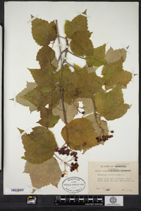 Viburnum acerifolium image