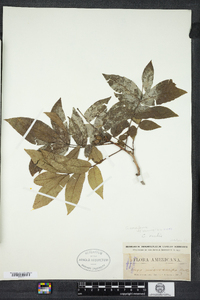 Carya cordiformis image