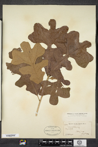 Quercus stellata image