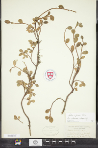 Image of Salix peasei
