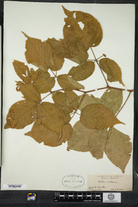 Rubus allegheniensis image