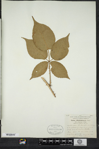 Rubus allegheniensis image