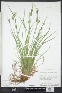 Carex pallescens image