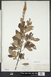 Clethra alnifolia image