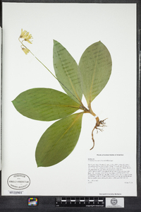 Clintonia borealis image