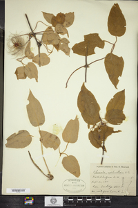 Clematis occidentalis image