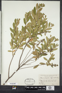 Chamaedaphne calyculata image