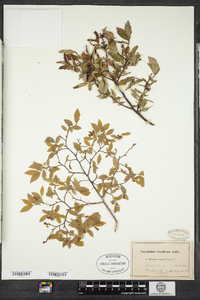 Vaccinium myrtilloides image