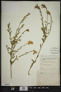 Genista tinctoria image