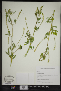 Melilotus officinalis image