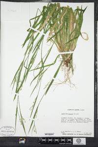 Carex leptonervia image