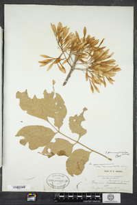 Fraxinus pennsylvanica image