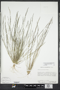 Aristida dichotoma image