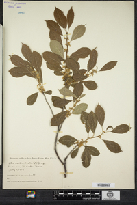 Ilex verticillata image