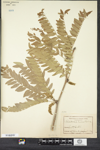 Gleditsia triacanthos image