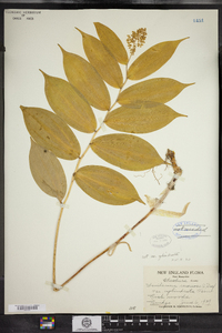 Maianthemum racemosum image