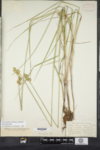 Carex alata image