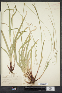 Carex arctata image