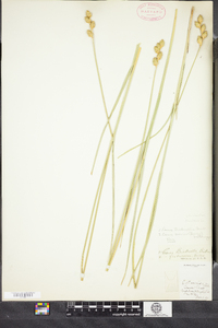 Carex bicknellii image