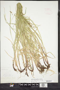 Carex davisii image