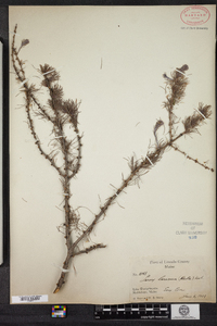 Larix laricina image